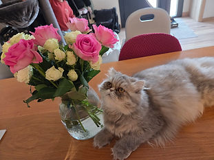 Athena dit pompom