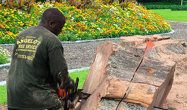 angelos-cutting-a-tree.jpg