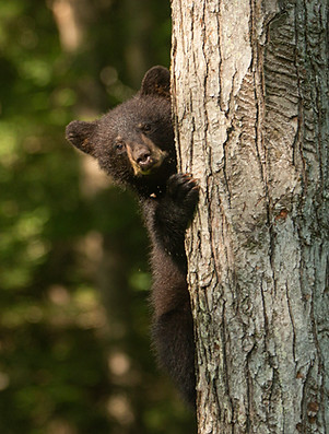TR_Cubs_CT_July_8_2020_10.jpg