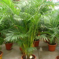 Bamboo Palm
散尾葵 
