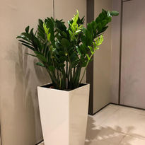 金錢 1 Zamioculcas zamiifolia
金錢 