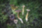 ree