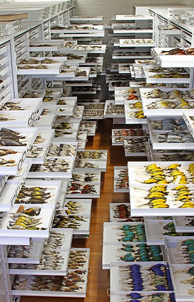 Ornithology_MCZ_Collection_creative_commons_use.jpeg