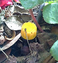 irrigazione-giardini-1.jpg