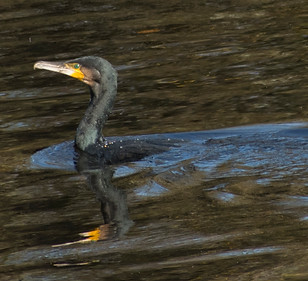 cormorant_7902015 (1).jpg