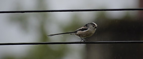 Long Tailed Tit.jpg