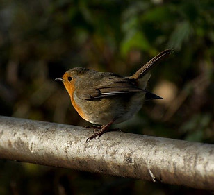 Robin 1