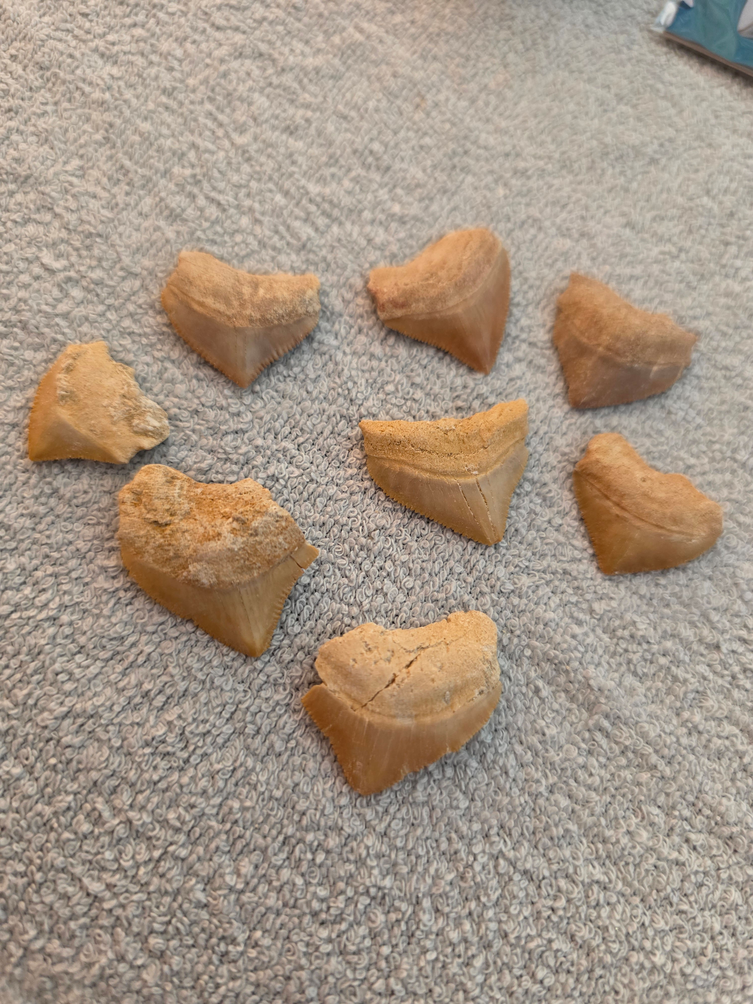 Fossilised Shark Teeth