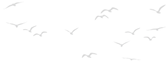 passaros_edited_edited_edited_edited.png