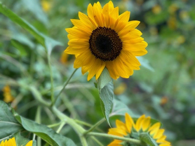 garden 3.jpg