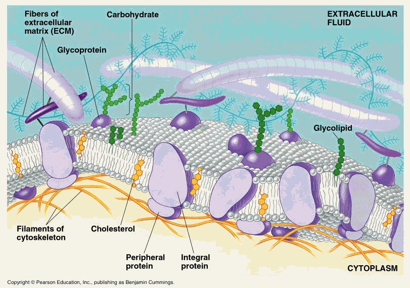 Cell Membrane.gif