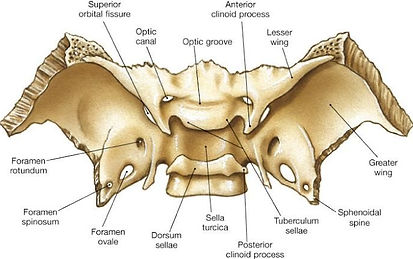 sphenoid bones.jpg