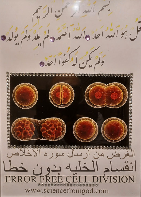 error free cell division .jpg