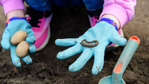 Poacher’s Patch springs into life with community planting days