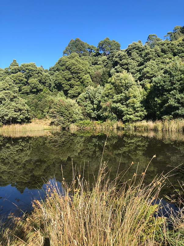 Still pond reflecting green trees and a clear blue sky, with tall grass