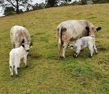 Galloway Calves