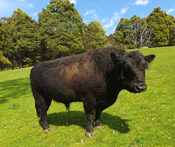 Galloway Calves