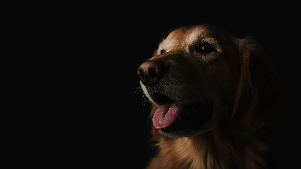 Beth's Pet Services Dog Walking & Pet Sitting Uxbridge MA