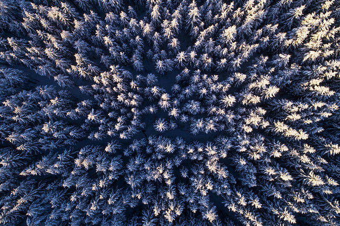 2503_visitestonia_nature_winter_forest_d