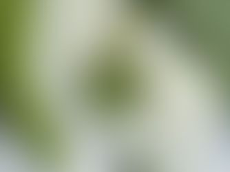 tropical green wedding invitation suite