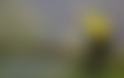 Exploring the Natural Wonders of Costa Rica: Arenal