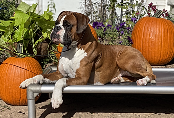 Rose | rambosboxers1