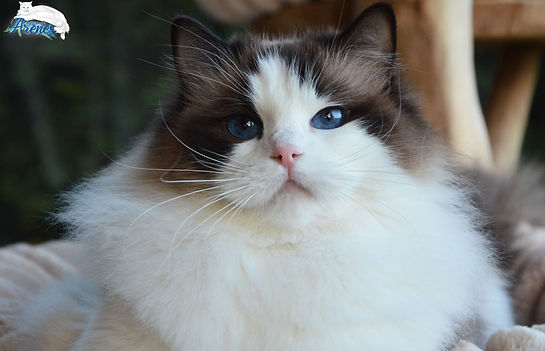 mousse5.jpg