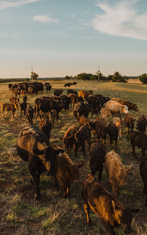 weekscattle-163.jpg