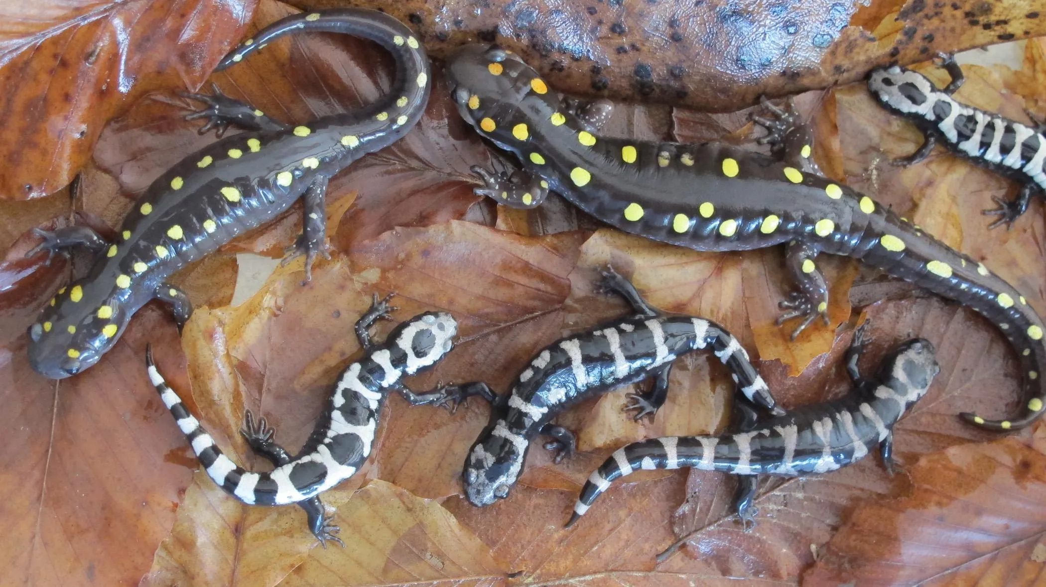 salamanders.webp