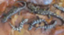 salamanders.webp