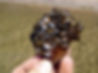 mussels.jpeg