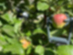 Dendrometers and fruit sensors can track plant stress to prevent bitter pit in apples. 
