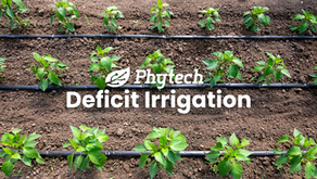 Deficit Irrigation with Phytech