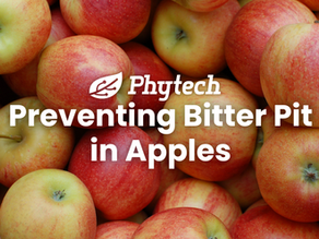 Preventing Bitter Pit in Apples