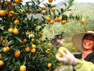 Farmers should pay attention to the use of tangerines pesticides