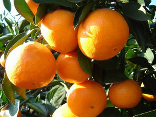 What are mandarin oranges,do you know?