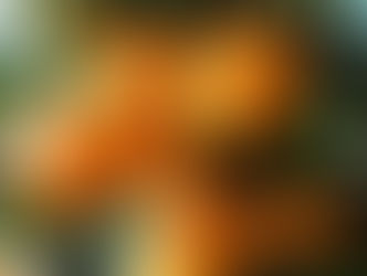 What are mandarin oranges,do you know?