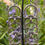 Thumbnail: XL Haunt Earrings  