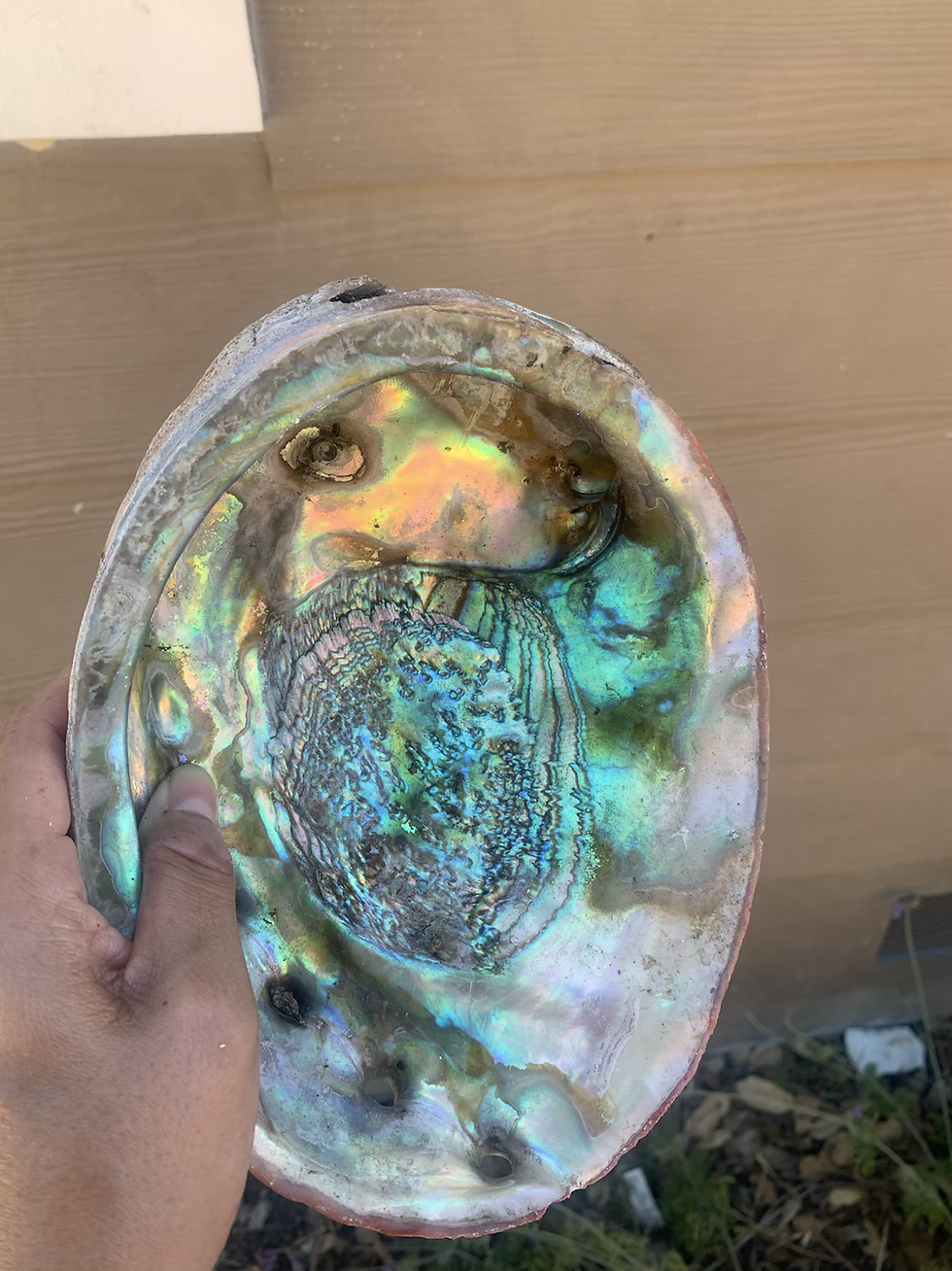 Thumbnail: Abalone Shell blue/green for Smudging 