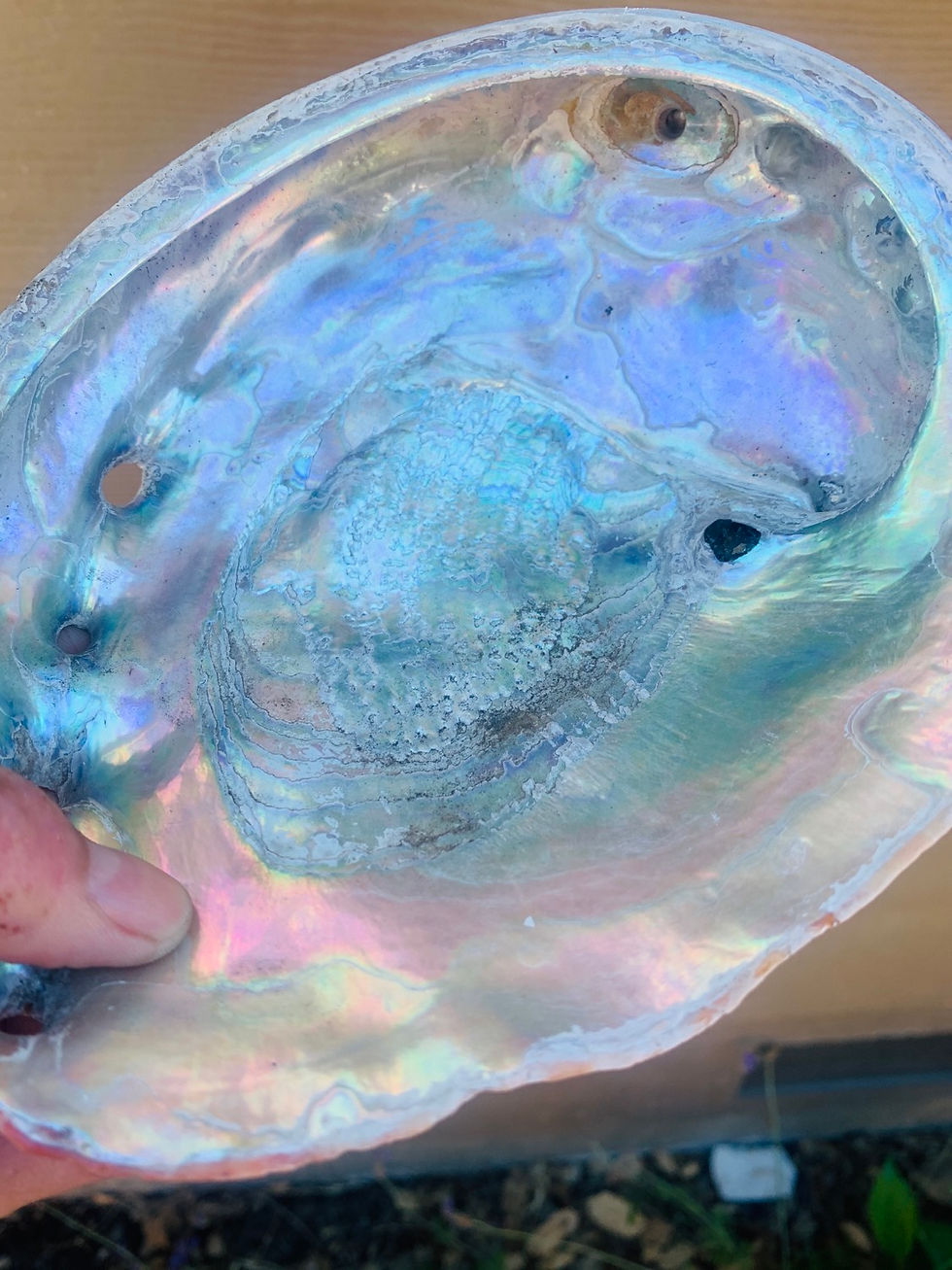Thumbnail: Abalone Shell blue/green for Smudging 