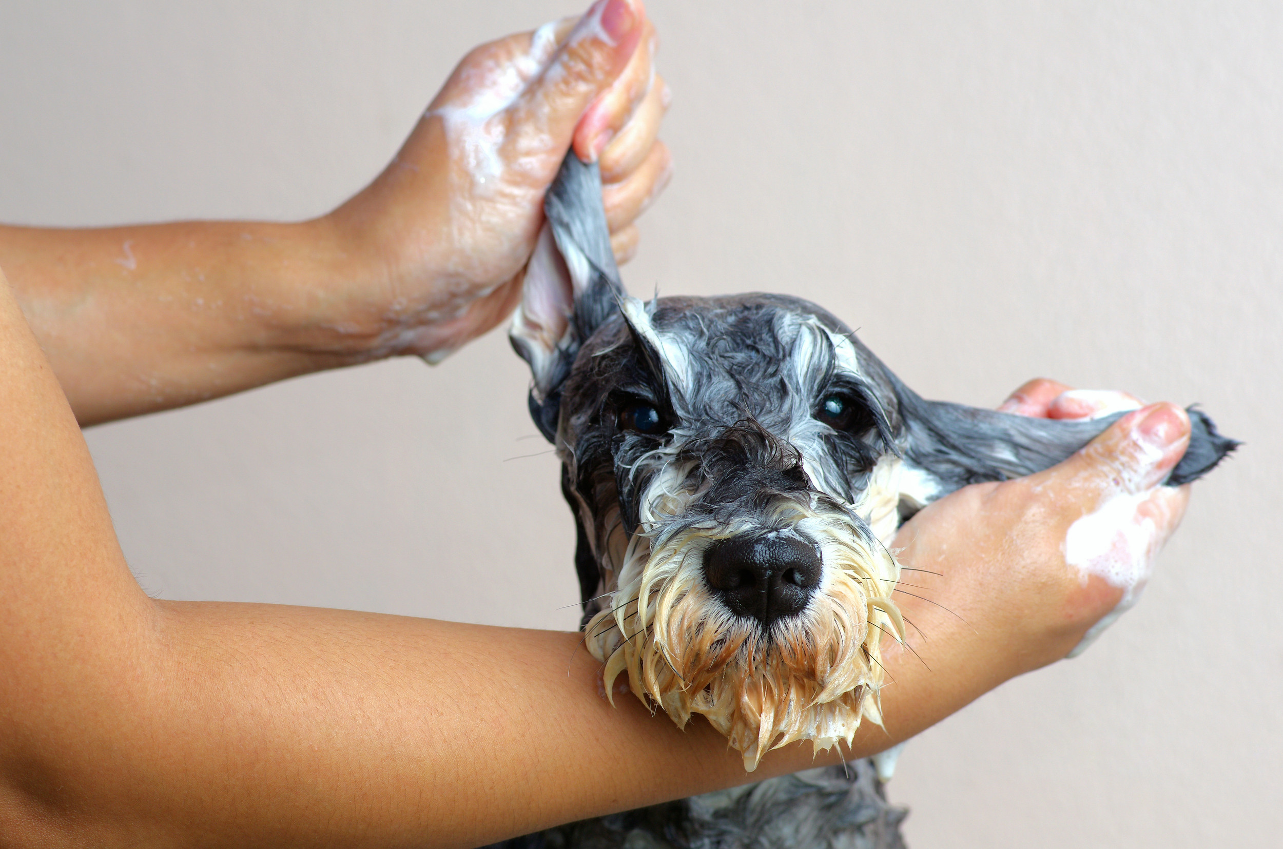 Hundefriseur In Der Nähe Online Termin Hundefriseur | Fellness Studio Elber | Frauenfeld