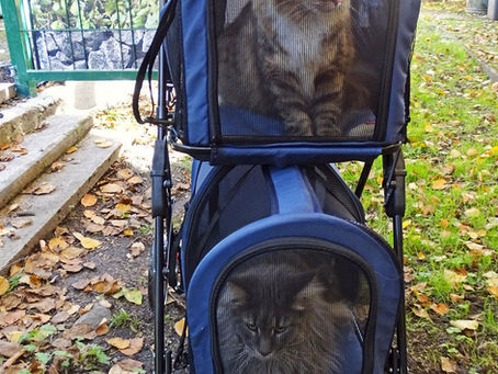 Der Katzengarten, Fortsetzung...