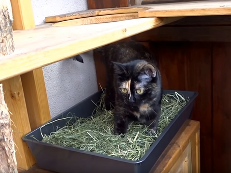 Heubetten auf dem Balkon 