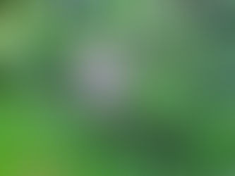 Vermisste Katze und Heimwegschleppe... 