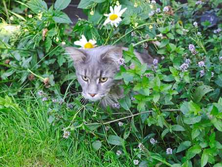 Vermisste Katze und Heimwegschleppe... 