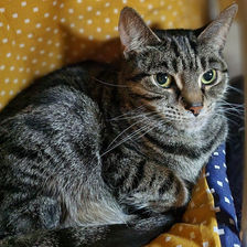 Little Gatina