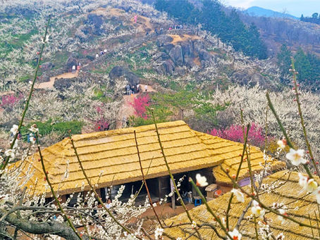 Gwangyang Maehwa Festival – Pflaumenblüten beim Frühlingserwachen