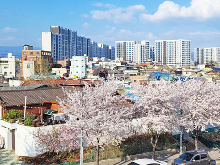 Kirschblüten in Korea – Meine Lieblingsspots in Daegu