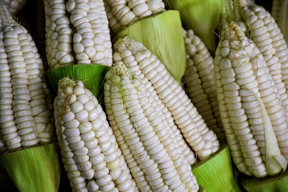 giant_white_corn_urubamba-1024x684.jpg