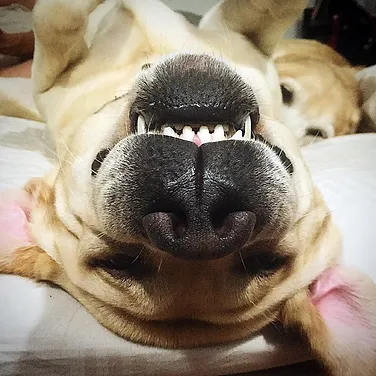 Dental Care Island Vet Clinic Pejabat Haiwan Sook Melaniedanp